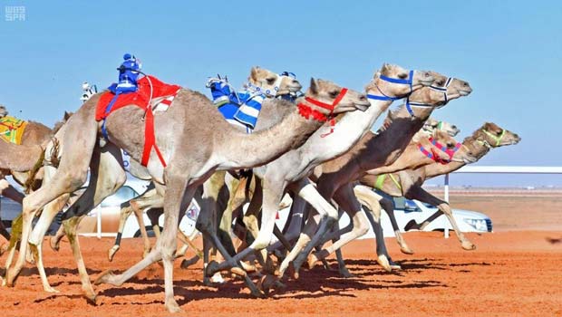 تعـرَّف على.. سباقات الهجن العربية