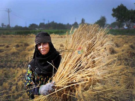 المرأة الريفية.. القدرة على الصمود في مواجهة التحديات 