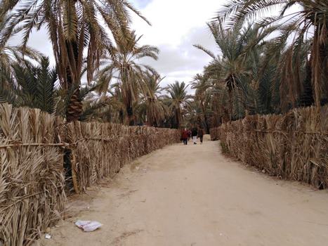 زيارة لواحة الجمال وحصن شالي القديم لشباب أهل مصر في ملتقاهم التاسع  